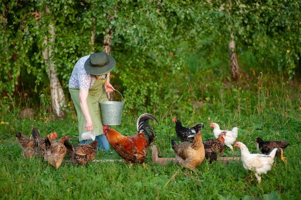 A person wearing a hat feeds chickens in a grassy area near trees, holding a metal bucket and scattering feed as various chickens gather around. Kinsman Redeemer Homeless Ministry in Dickson County Tennessee